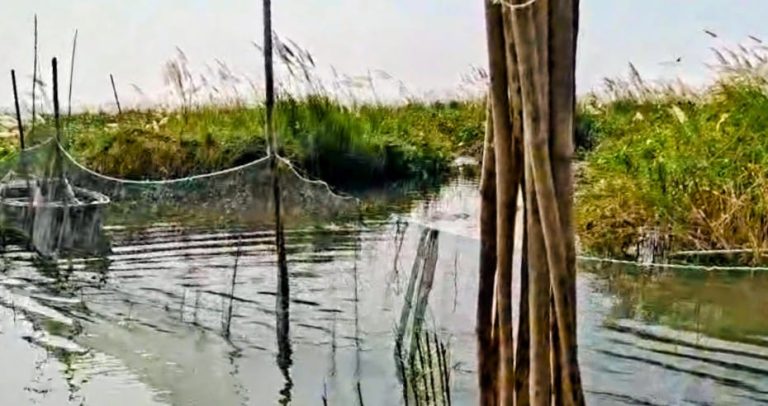 পদ্মা নদীতে অবৈধ বাঁধ উচ্ছেদে অভিযান: আড়াআড়ি বাঁধ, বেশাল অপসারণ