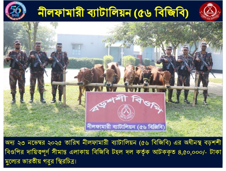 পঞ্চগড়ে বিজিবির অভিযানে সাড়ে ৪ লাখ টাকা মুল্যের ভারতীয় গরু জব্দ