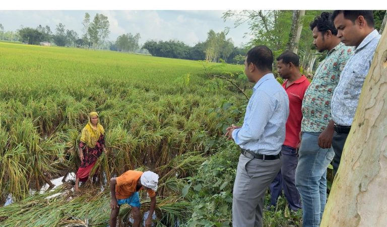 ডিমলায় কৃষকরা মাটিতে নুয়ে পড়া ধান বাঁচাতে ঝুটি পদ্ধতি প্রয়োগ