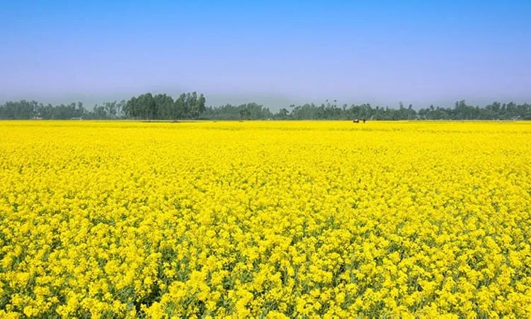 এবার মৌসুমী সরিষার ফুলে ফুলে ভরে উঠেছে মাঠ