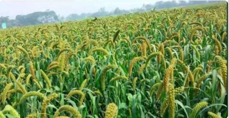 কালের বিবর্তনে হারিয়ে গেছে নাসিরনগরের ঐতিহ্যবাহী কাউন চাষ