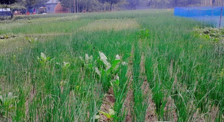 বকশীগঞ্জে সবজির সবুজে ভরে উঠেছে গোয়ালগাঁও ফজিলতপাড়া