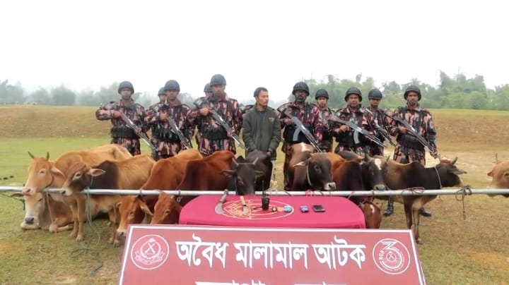 খাগড়াছড়িতে বিজিবির অভিযানে ১১ টি ভারতীয় গরু জব্দ