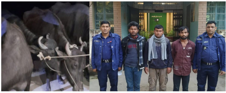 কুড়িগ্রামের উলিপুরে মহিষ চুরি করে পালানোর সময় আটক ৩