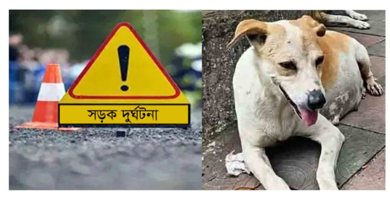 চট্টগ্রামে গাড়ির ধাক্কায় অন্তঃস্বত্ত্বা কুকুরের মৃত্যু, চালক ও নিরাপত্তাকর্মীর বিরুদ্ধে হত্যা মামলা