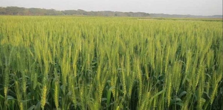 নাসিরনগরে কমছে গম চাষ, লাভবান ফসলের দিকে ঝুঁকছে কৃষকরা