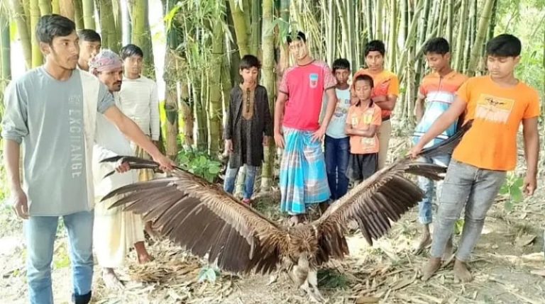 কুড়িগ্রামের ফুলবাড়ীতে বিপন্ন ও বিরল প্রজাতির শকুন উদ্ধার