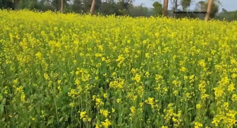 ঝালকাঠিতে সরিষার হলুদ জ্বলে কৃষকের মুখে হাসি, মধু সংগ্রহে ব্যস্ত মৌমাছিরা