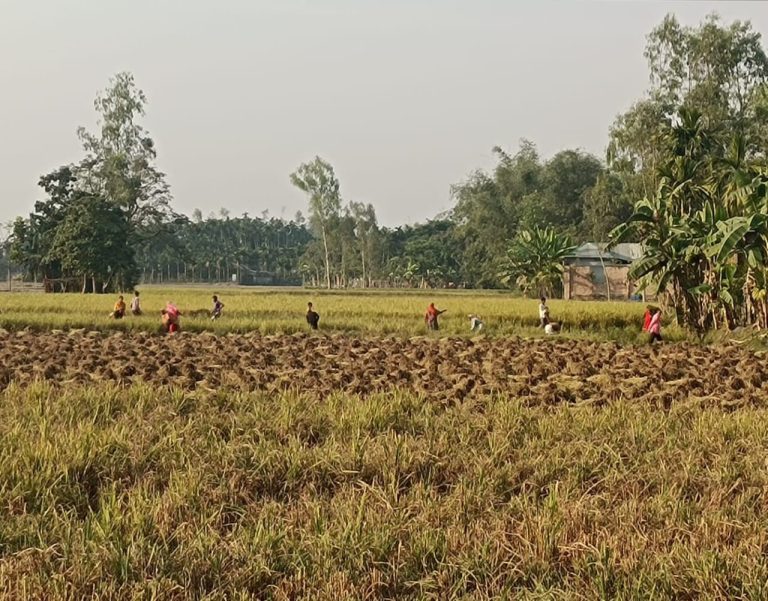 ডিমলায় সরকারি বিদ্যালয়ের জমি দখলের অভিযোগ প্রভাবশালীদের বিরুদ্ধে