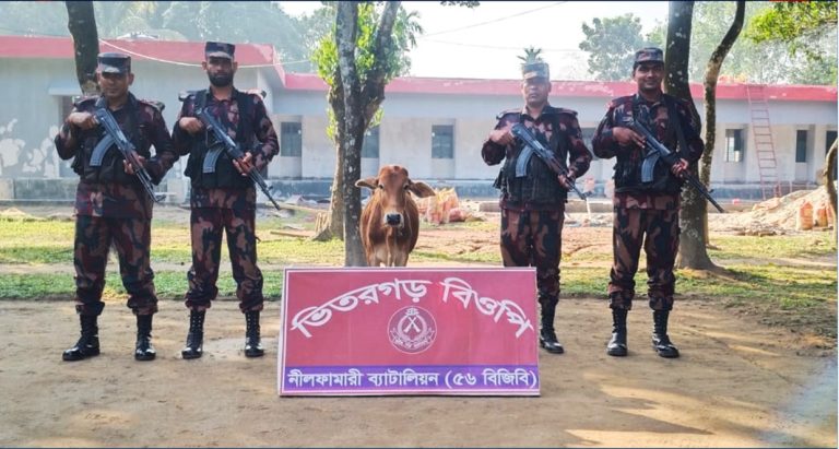 পঞ্চগড় সীমান্তে চোরাচালান বিরোধী অভিযানে ভারতীয় গরু আটক