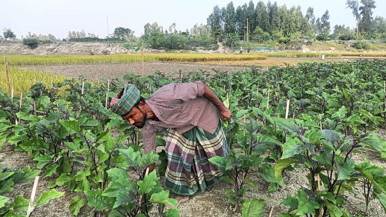 কুড়িগ্রামের চিলমারীতে বেগুন গাছে মোজাইক ভাইরাসের আক্রমণ, ক্ষতির শঙ্কায় চাষী