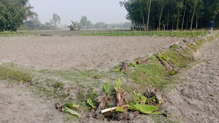 আদালতের রায় পেয়েও জমি দখল নিয়ে শঙ্কা, নীলফামারীতে ৪০০ কলাগাছ ধ্বংসের অভিযোগ