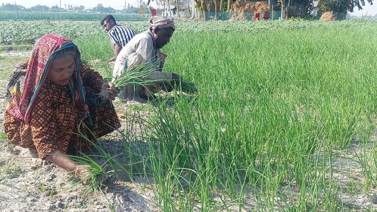 কুড়িগ্রামের উলিপুরে চরাঞ্চলে পেঁয়াজের চারা বিক্রির ধুম: হাত বদলিতে দাম দ্বিগুণ
