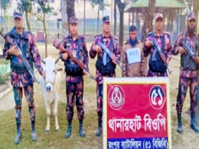 ডিমলা সীমান্তে বিজিবির অভিযানে ভারতীয় গরু ও মোবাইল জব্দ, আটক ১