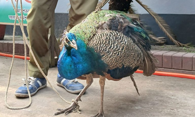 উলিপুরে আহত অবস্থায় বিপন্ন প্রজাতির ময়ূর উদ্ধার