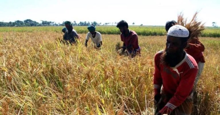 বরিশাল অঞ্চলে আমন ধানের উৎপাদন রেকর্ড, বাজারে ধস: ন্যায্যমূল্য না পেয়ে হতাশ কৃষক