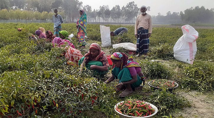 ফুলবাড়ীতে মরিচের বাম্পার ফলন, চাষিদের মুখে হাসি