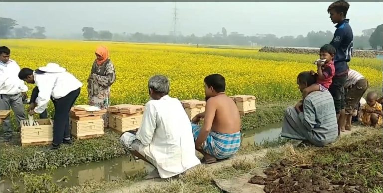 নাসিরনগরে ফিরছে সরিষা চাষের ঐতিহ্য, মধু উৎপাদন ঘিরে কৃষকদের নতুন সম্ভাবনা