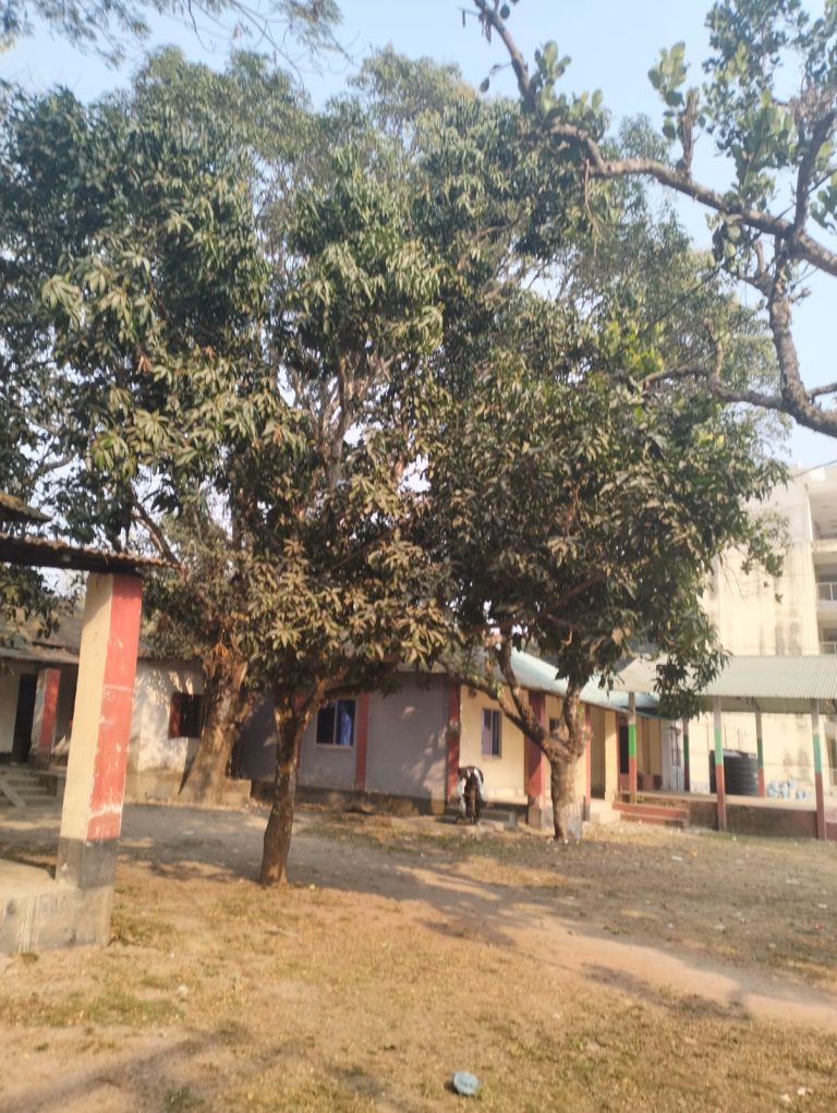জলঢাকায় আগাম আমের মুকুলে ভরে উঠেছে বাগান