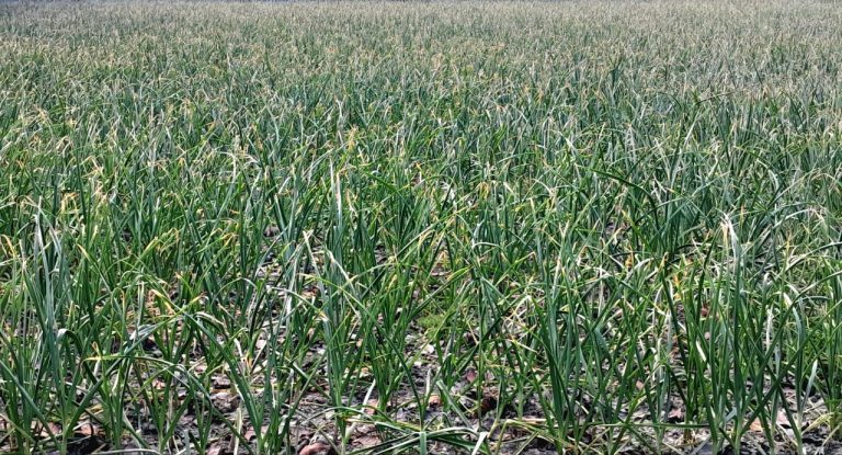 বকশীগঞ্জে তরুণ কৃষকের রসুন চাষে সাফল্যের সম্ভাবনা