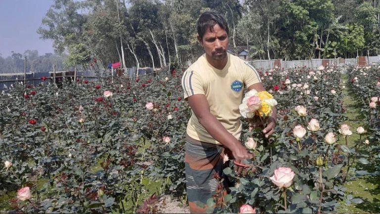কুড়িগ্রামে গোলাপের সুবাসে ফিরেছে সায়েদুলের সচ্ছলতা
