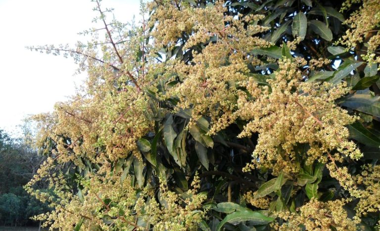 বকশীগঞ্জে বসন্তের আগমনে গোয়ালগাঁও ফজিলতপাড়ায় আমের মুকুলের মাতাল সুবাস