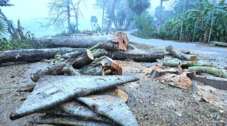 ঝালকাঠিতে মূল্যবান ১২০টি গাছ কর্তন