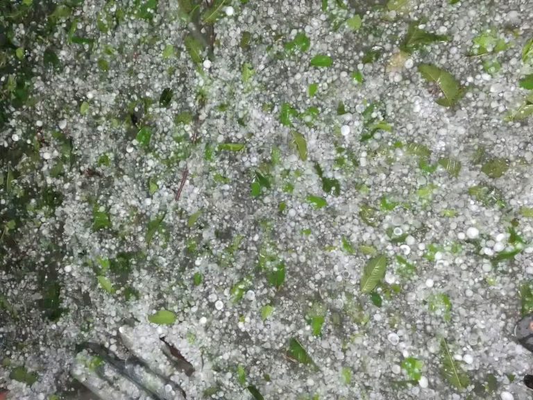 তুমুল শিলাবৃষ্টিতে নীলফামারীতে ফসলের ব্যাপক ক্ষতি