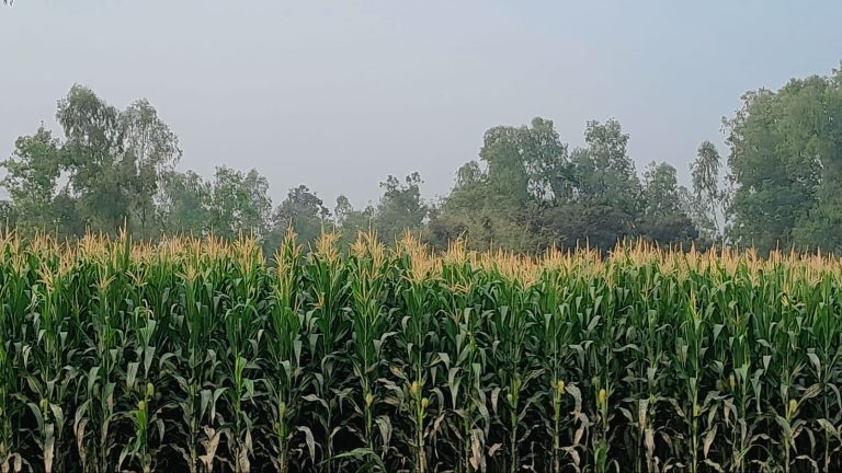 বকশীগঞ্জে ভুট্টা চাষে বাম্পার ফলনের আশায় কৃষকরা