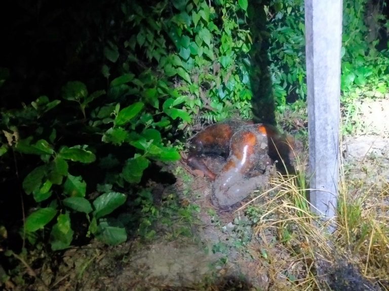 চাটখিলে অর্ধগলিত ও পোড়া লাশ উদ্ধার, যুবককে পিটিয়ে পুড়িয়ে হত্যা