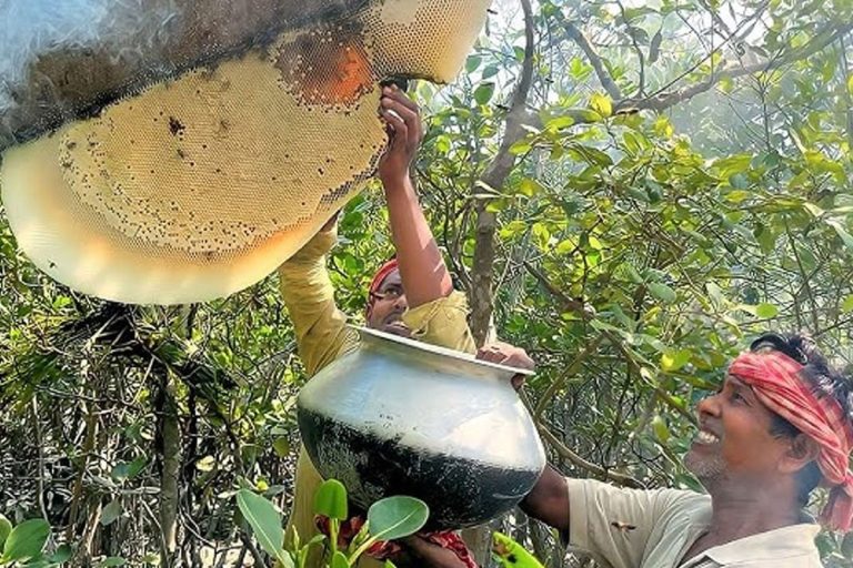 সুন্দরবনে মধু আহরণ শুরু: শেষ সময়ের ব্যস্ত মৌয়ালরা