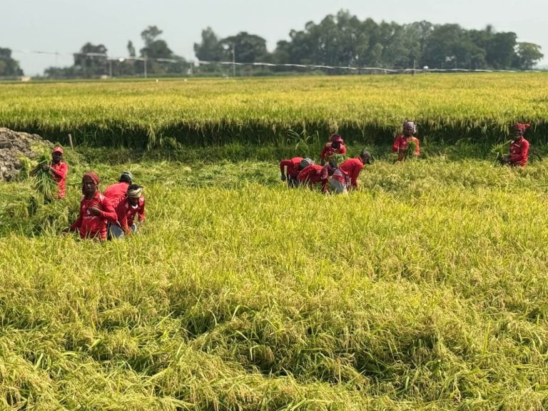 সিরাজগঞ্জ তাড়াশ-চলনবিলে চলছে ধান কাটার ব্যস্ততা