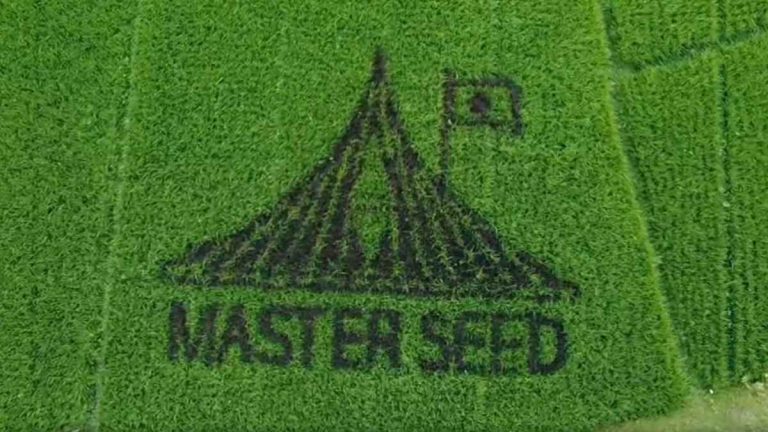 কুড়িগ্রামে ধানক্ষেতে জাতীয় স্মৃতিসৌধের নকশা ফুটিয়ে তুললেন স্কুলশিক্ষক