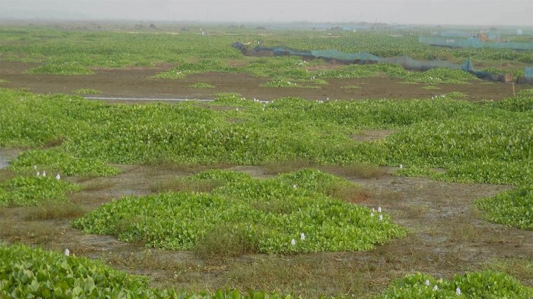 পাবনার সুজানগরে ২০টি বিল পানিশূন্য মাছ সংকট তীব্র