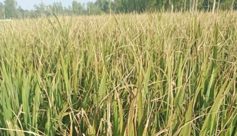 কুড়িগ্রামের উলিপুরে অবৈধ ইটভাটার ধোঁয়ায় পুড়ছে ফসলি জমি, ক্ষতিগ্রস্ত কৃষকরা