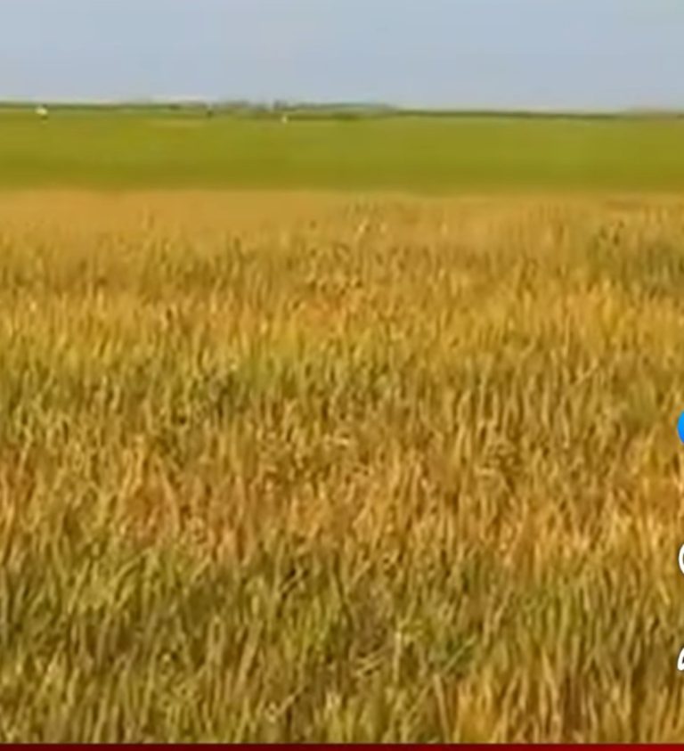 নাসিরনগরে বোরো ধানের বাম্পার ফলনের সম্ভাবনা, কৃষকের মুখে হাসি