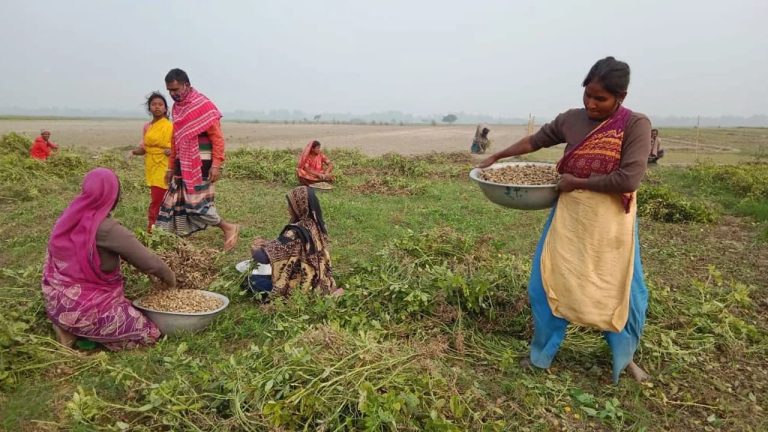 আনন্দের বাইরে চরবাসী: কুড়িগ্রামের চরে ম্লান পহেলা বৈশাখ