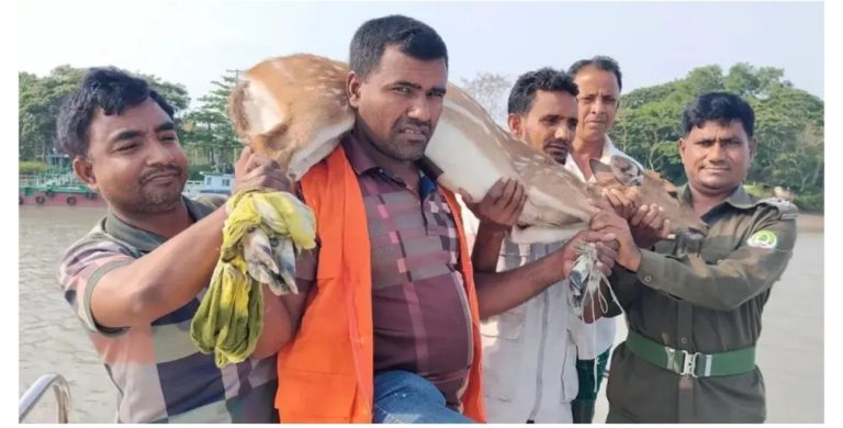 শরণখোলায় লোকালয়ে ঢুকে পড়া চিত্রল হরিণ উদ্ধার, পরে বনে অবমুক্ত