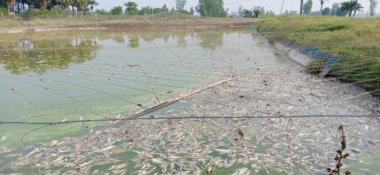 নাটোরের সিংড়ায় পুকুরে বিষ দিয়ে ১৫ লাখ টাকার মাছ নিধন