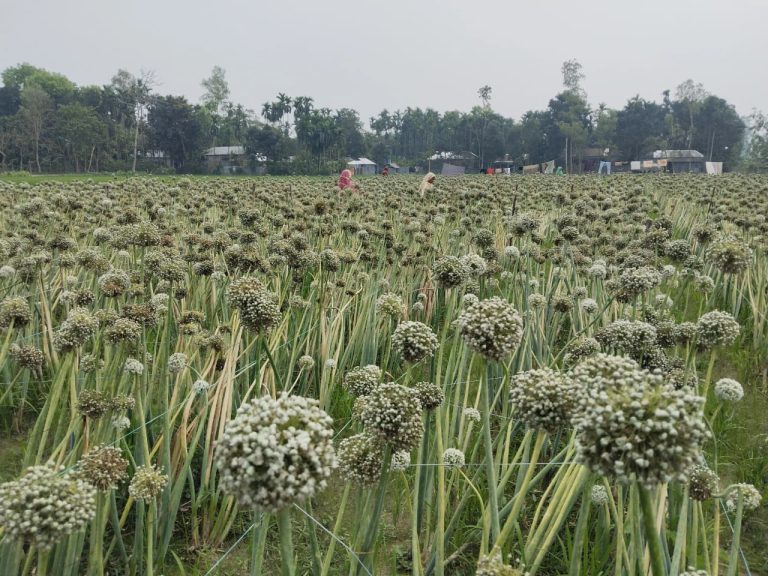 কুড়িগ্রামের রাজারহাটে প্রথমবারের মতো পেঁয়াজের বীজ চাষে সাফল্যের সম্ভাবনা
