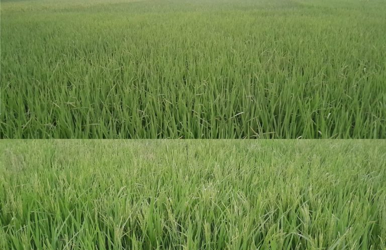 বকশীগঞ্জে ধান মৌসুমে অনিশ্চয়তায় কৃষকরা, বৃষ্টি-ঝড়ে ক্ষতির শঙ্কা