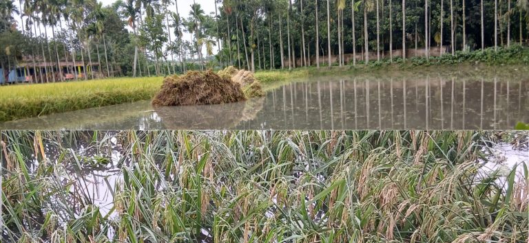 হোসেনপুরে অকাল বৃষ্টি ও জলাবদ্ধতায় পাকা ধান পানির নিচে, কৃষকদের উদ্বেগ চরমে