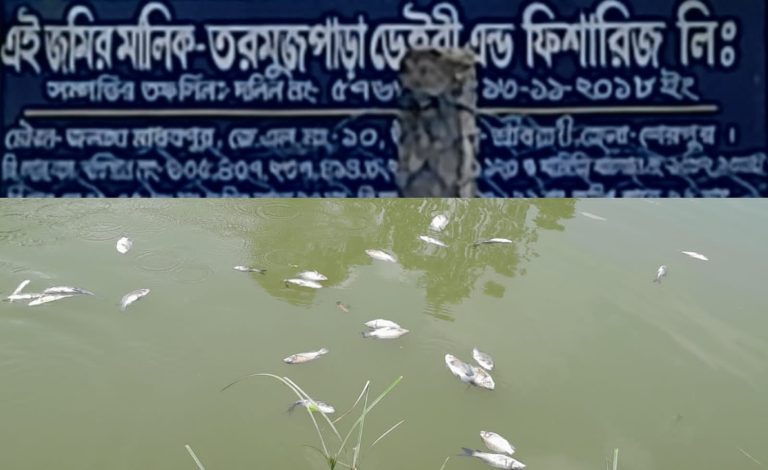 শত্রুতার জেরে বিষ প্রয়োগে পুকুরের মাছ নিধন, নিঃস্ব হওয়ার শঙ্কায় মৎস্যচাষি কায়ুম