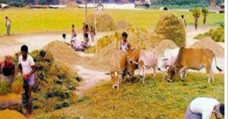 আধুনিকতার ছোঁয়ায় নাসিরনগরে হারিয়ে যাচ্ছে গরু দিয়ে ধান মাড়াই