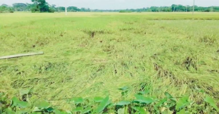 অতিবর্ষণের থাবায় বরিশালে কৃষির বিপর্যয়: বোরো-মুগসহ রবি ফসলে ১৫০ কোটি টাকার ক্ষতি