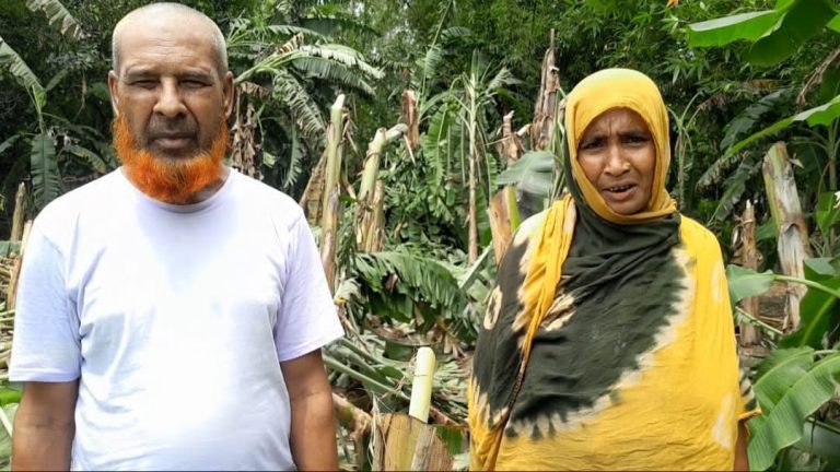 কলাবাগানে কালবৈশাখী ঝড়ের তাণ্ডব: বকশীগঞ্জে কৃষকের ব্যাপক ক্ষয়ক্ষতি