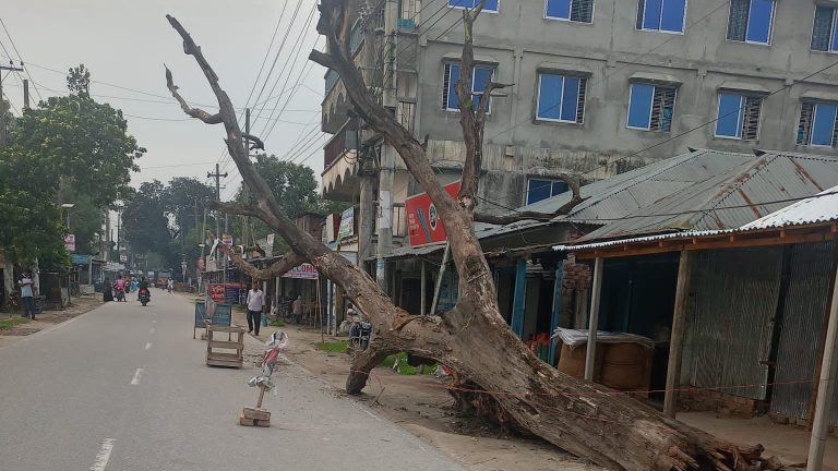 রাস্তায় পড়ে আছে গাছ, অপসারণে নেই উদ্যোগ