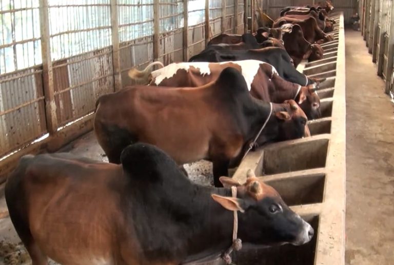 ঈদুল আজহা ঘিরে কুড়িগ্রামে জমজমাট পশু খামার, উদ্বৃত্ত ৭৫ হাজার গবাদিপশু