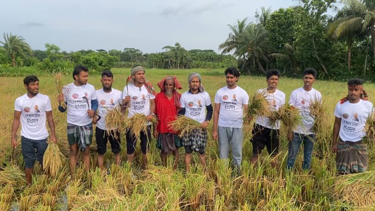 পিরোজপুরে অসহায় কৃষকদের ধান কেটে দিল কদমতলা ইউনিয়ন ছাত্রদল