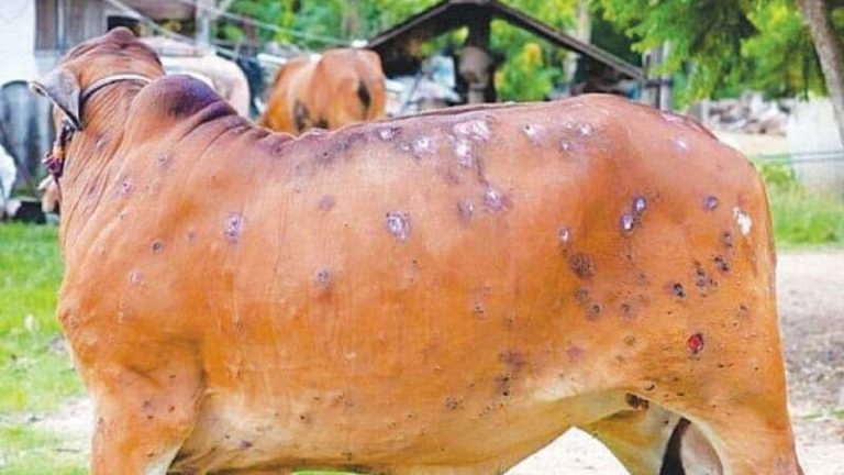 রাজারহাটে ভয়াবহ আকারে ছড়াচ্ছে লাম্পি স্কিন রোগ, এক মাসে শতাধিক গরুর মৃত্যু